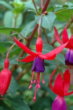 Fuchsia 'Baby Blue Eyes'