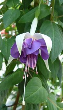 Fuchsia 'Carmel Blue'