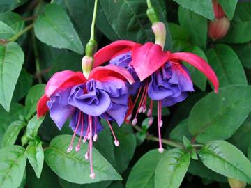 Fuchsia 'Charlie Dimmock'