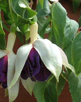 Fuchsia 'Deep Purple'