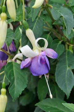 Fuchsia 'Delta's Sarah'