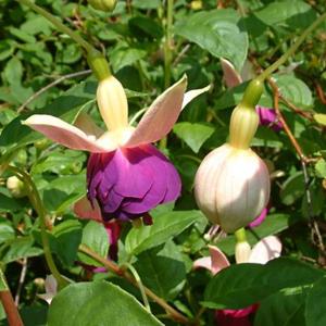 Fuchsia 'Eva Boerg'