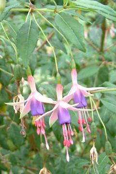 Fuchsia 'Exmoor Woods'