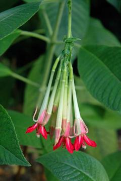 Fuchsia boliviana var. alba