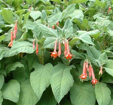 Fuchsia fulgens