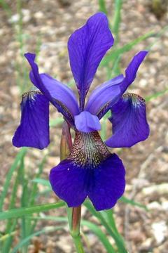 Iris sibirica 'Bracknell'