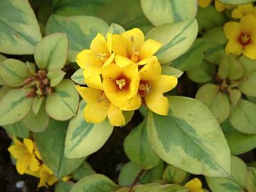 VƯỜN CÂY ĐV II - Page 21 Lysimachia%20congestiflora%20'Outback%20Sunset'