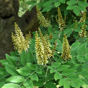 Maackia amurensis