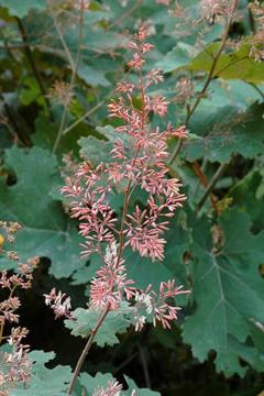 Macleaya microcarpa 'Kelway's Coral Plume'