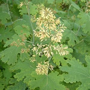 Macleaya x kewensis