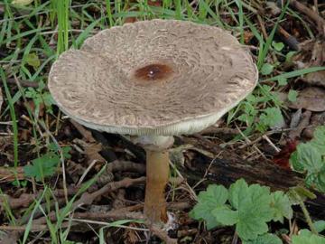 Macrolepiota rhacodes