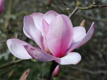 Magnolia 'Apollo'
