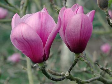 Magnolia 'Apollo'