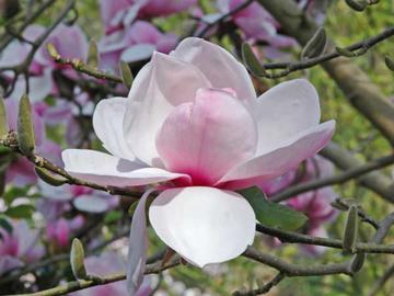 Magnolia 'Atlas'