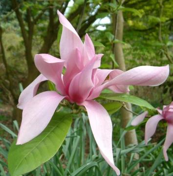 Magnolia 'Caerhays Surprise'