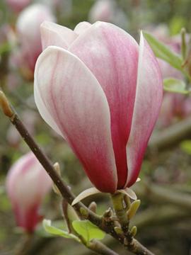 Magnolia 'Dark Shadow'