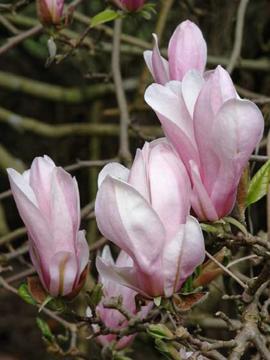 Magnolia 'George Henry Kern'