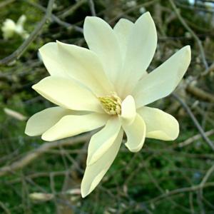 Magnolia 'Gold Star'