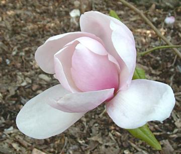 Magnolia 'Iolanthe'