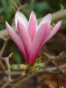 Magnolia 'Jane'