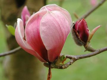 Magnolia 'Joe McDaniel'