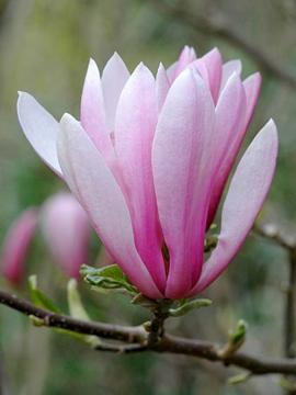Magnolia 'Judy'