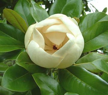 Magnolia 'Maryland'