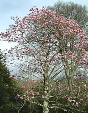 Magnolia 'Philip Tregunna'