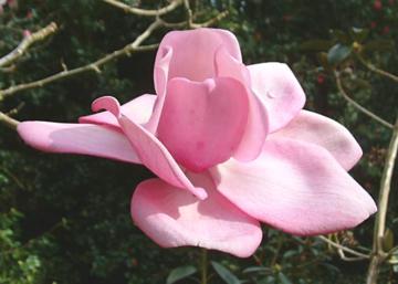 Magnolia 'Philip Tregunna'