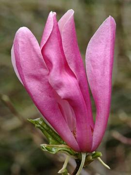 Magnolia 'Randy'