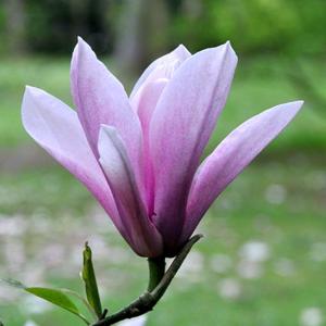 Magnolia 'Raspberry Ice'