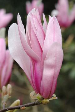 Magnolia 'Ricki'