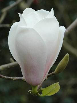 Magnolia 'Sayonara'