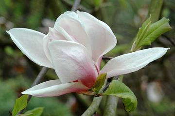Magnolia 'Todd Gresham'