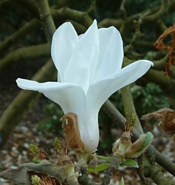 Magnolia cylindrica