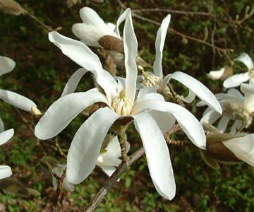 Magnolia kobus