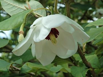 Magnolia sieboldii ssp. sinensis