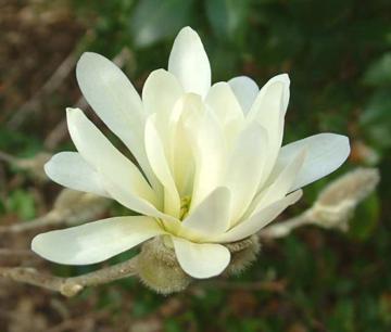 Magnolia stellata 'Centennial'