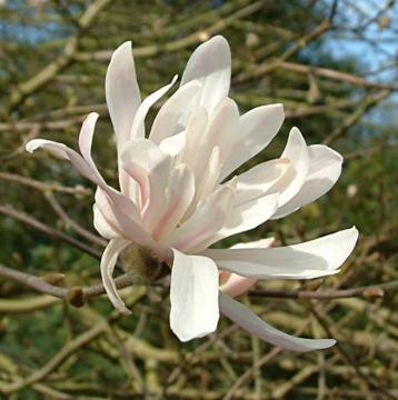 Magnolia stellata 'Chrysanthemiflora'