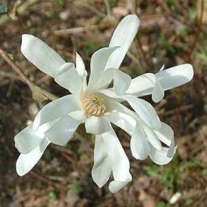 Magnolia stellata 'Royal Star'