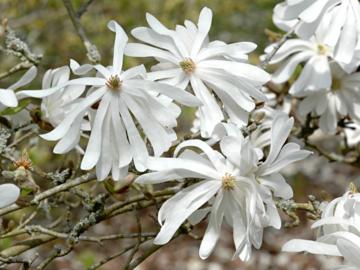 Magnolia stellata 'Water Lily'