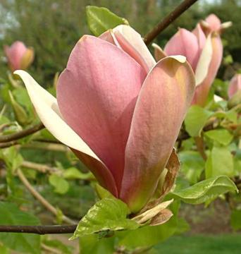 Magnolia x brooklynensis 'Evamaria'