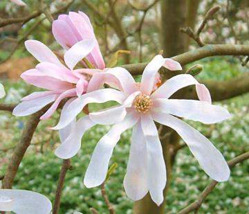 Magnolia x loebneri 'Leonard Messel'
