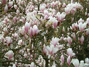 Magnolia x soulangeana