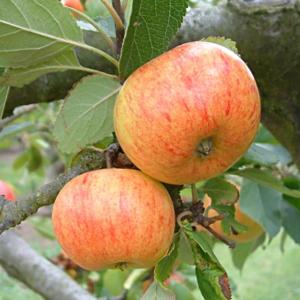 Malus domestica 'Sunset'