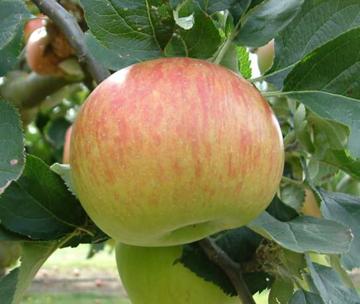 Malus domestica 'Bramley's Seedling'