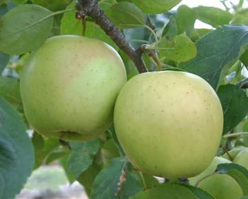 Malus domestica 'Golden Delicious'