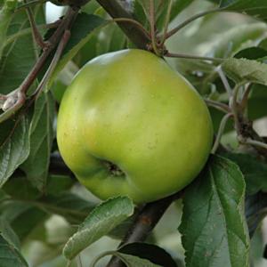 Malus domestica 'Rhode Island Greening'