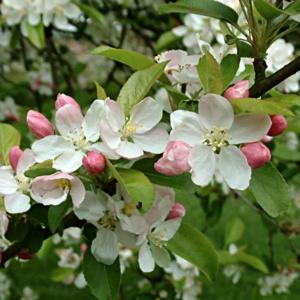 Malus x zumi 'Golden Hornet'