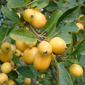 Malus x zumi 'Golden Hornet'